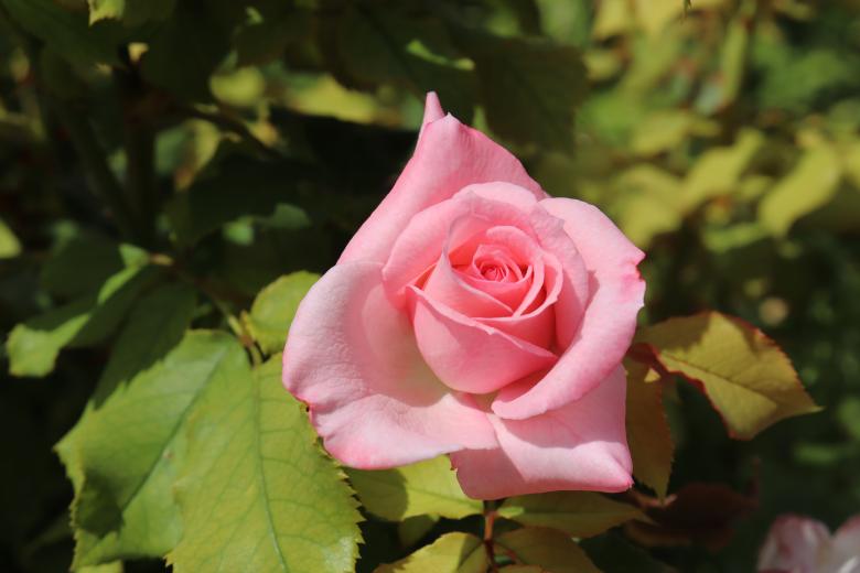 Free stock image of From France with love created by GAIMARD Jacques