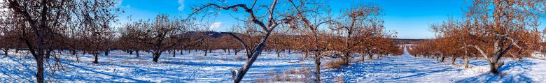 Free stock image of Woodland in Winter - Panorama created by Guy Banville