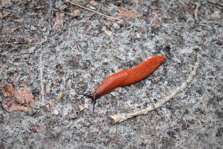 Free stock image of Slug wandering on a pathway created by GAIMARD Jacques