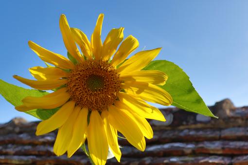 Free Stock Photo of Sunrise on a sunflower!