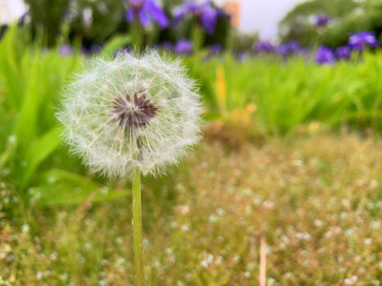 Free stock image of The lonely dandelion in the meadow created by HongFei Li
