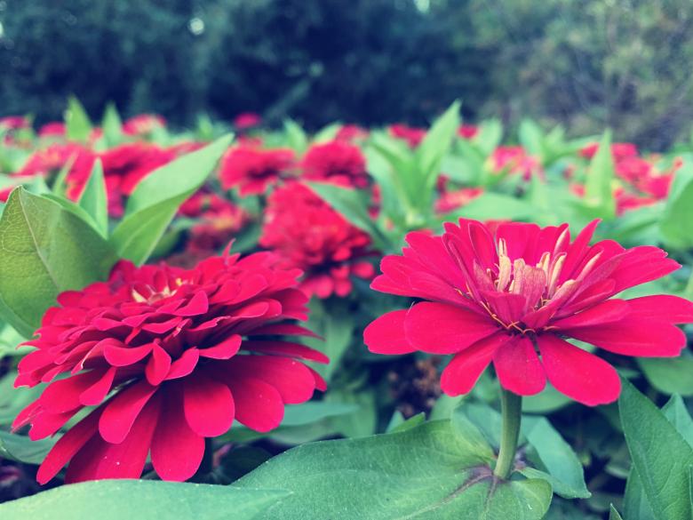 Free stock image of Blooming red flowers created by HongFei Li