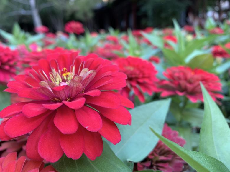 Free stock image of Be in full bloom created by HongFei Li
