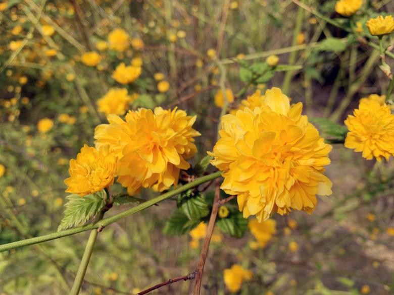 Free stock image of Wild flowers in full bloom created by HongFei Li