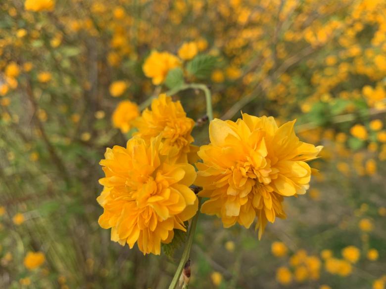 Free stock image of Wild yellow flowers are blooming created by HongFei Li