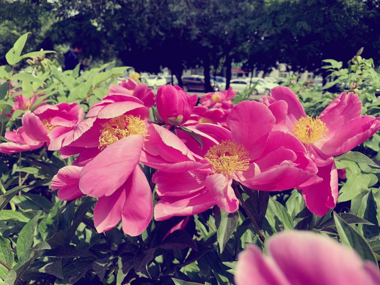 Free stock image of Beautiful blooming peonies created by HongFei Li