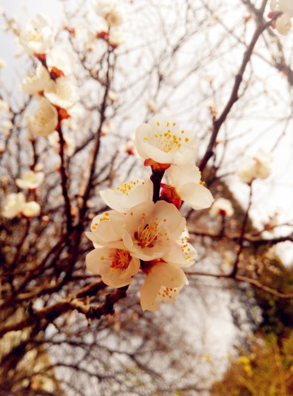 Free stock image of Beautiful apricot flowers created by HongFei Li