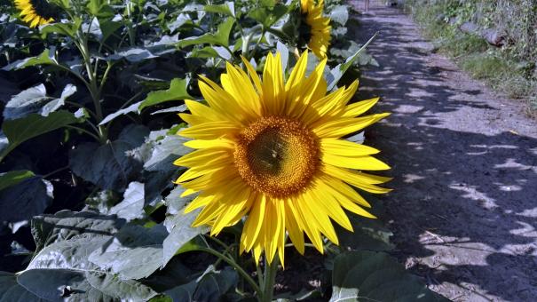 Sunflowers like the sun - Free Stock Photo