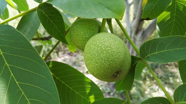 Free stock image of Walnut on the tree created by HongFei Li