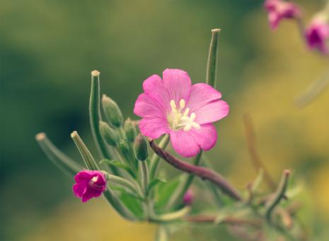 Free Stock Photo of Pink flower on green background