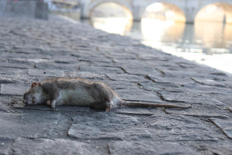 Free stock image of Sad end for a rat created by GAIMARD Jacques