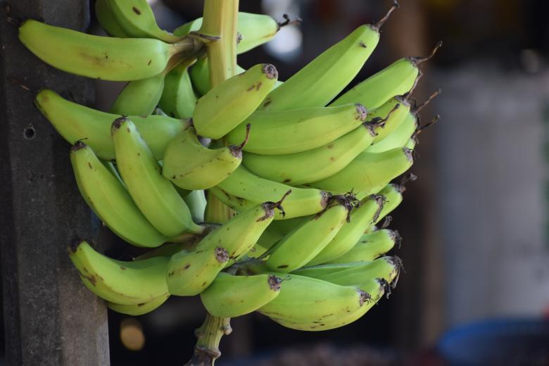 Free stock image of Green bananas created by Tistio