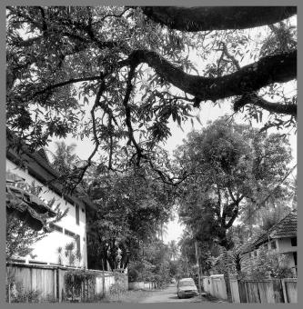 Black and White Street with Trees - Free Stock Photo