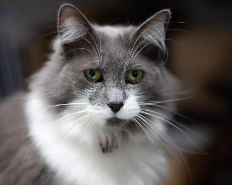 Free stock image of Gray and White Cat created by Kate Stollery
