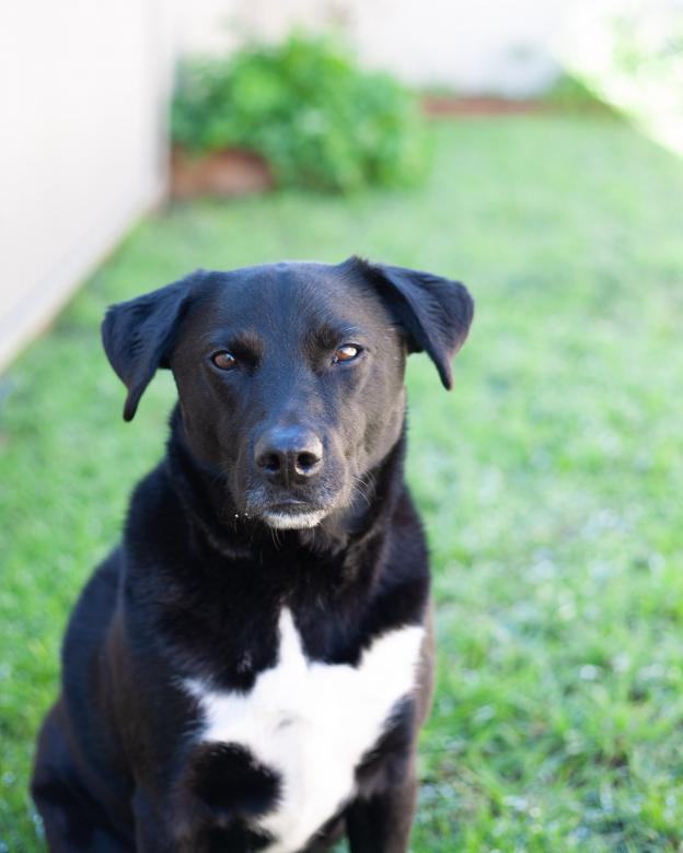 Free stock image of Black Dog Sitting created by Kate Stollery