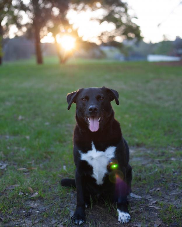 Free stock image of Happy Black Dog created by Kate Stollery