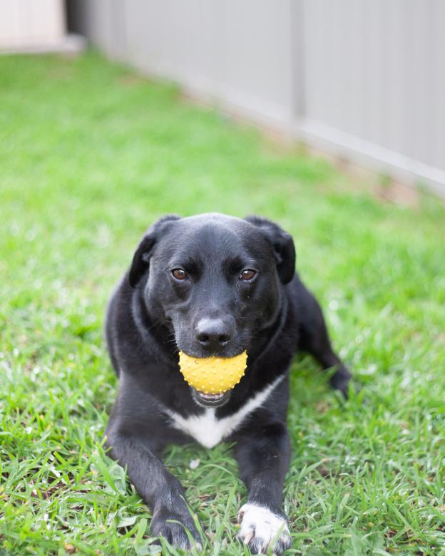 Free stock image of Black Dog with a Ball created by Kate Stollery