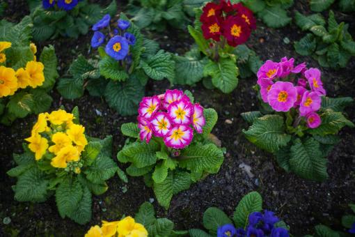 Colorful Small Flowers - Free Stock Photo