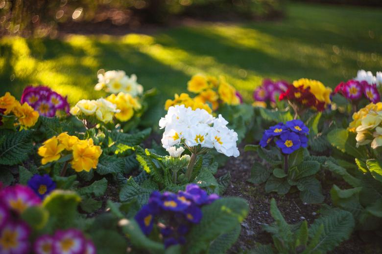 Free stock image of Small Flowers in Spring created by Kate Stollery