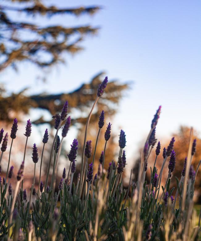 Free stock image of Straws in the Meadow created by Kate Stollery
