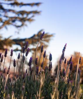 Straws in the Meadow - Free Stock Photo