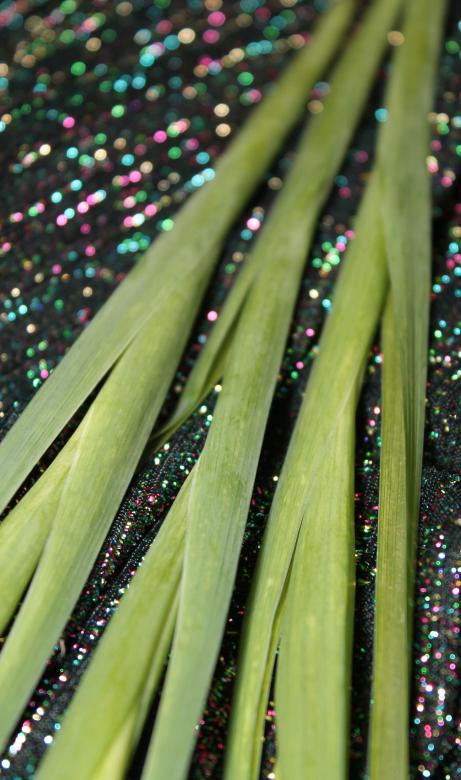 Free stock image of Plant stems created by NomeVizualizzato