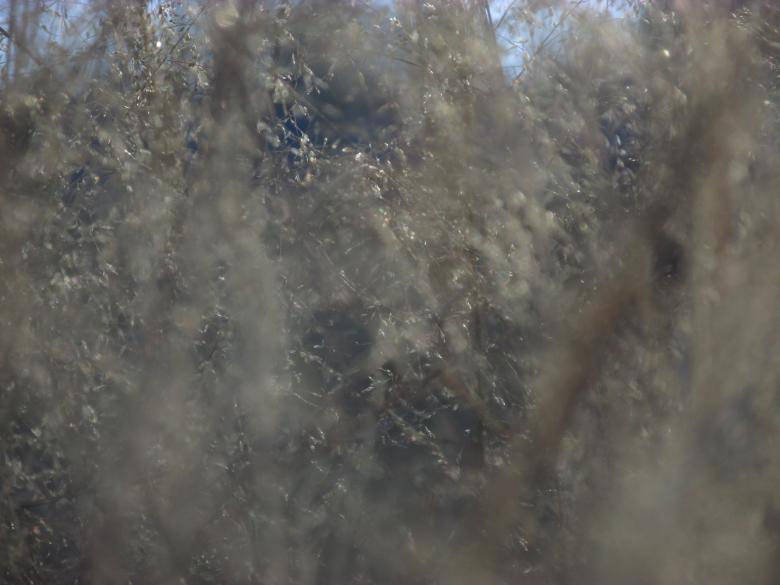 Free stock image of Dry wild grass background created by Michiru Maeda