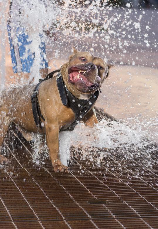 Free stock image of Dog playing with water created by Jorge Montoya