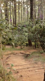 Free Stock Photo of Path in the Forest of Curug Layung