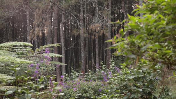 Wild Forest in Curug Layung Indonesia - Free Stock Photo