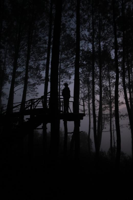 Free stock image of Morning Silhouette in The Woods created by Yosafat