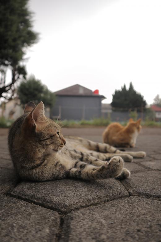 Free stock image of Cats Posing created by Yosafat