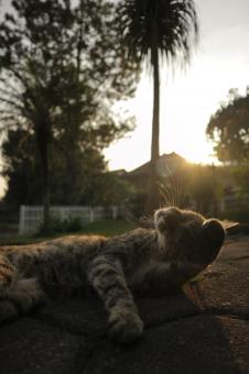 Cat posing at sunset