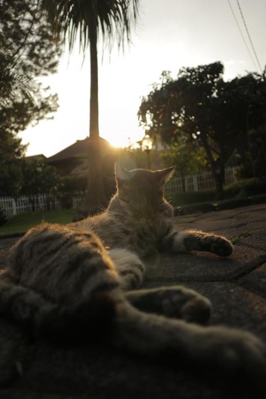 Free stock image of Cute Cat at Sunset created by Yosafat