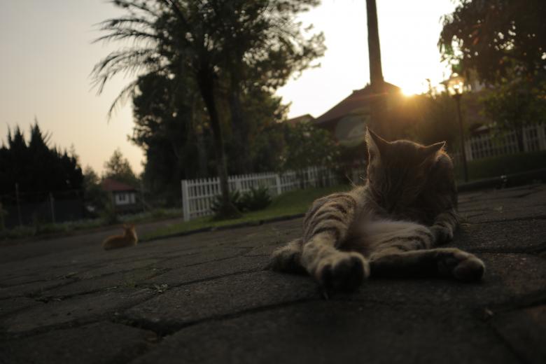 Free stock image of Cat Cleaning at Sunset created by Yosafat