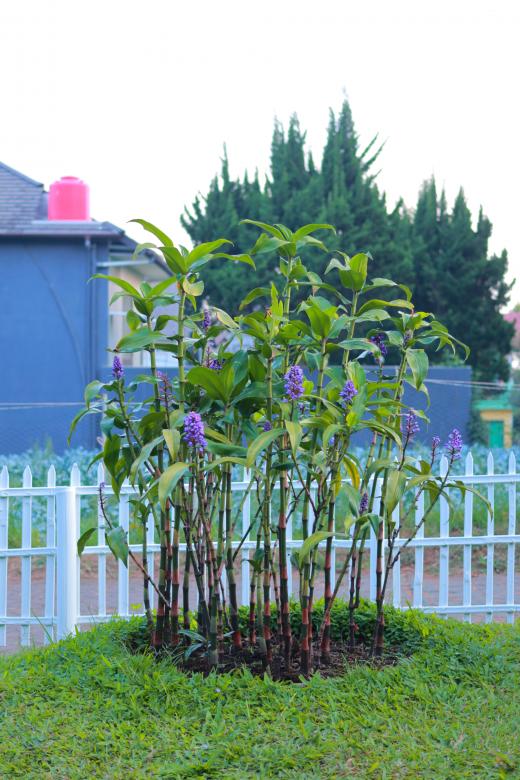 Free stock image of Random Garden Plant created by Yosafat