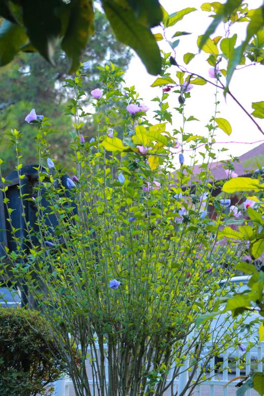 Free stock image of Random Garden Plant with Purple Flowers created by Yosafat