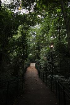 Babakan Siliwangi - Urban Forest - Free Stock Photo