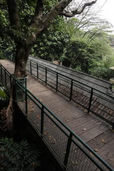 Walking Bridge in Babakan Siliwangi - Free Stock Photo