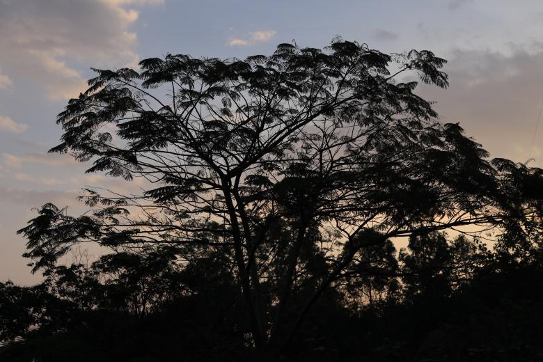 Free stock image of Bukit Teropong Indah - Tree at Sunset created by Yosafat