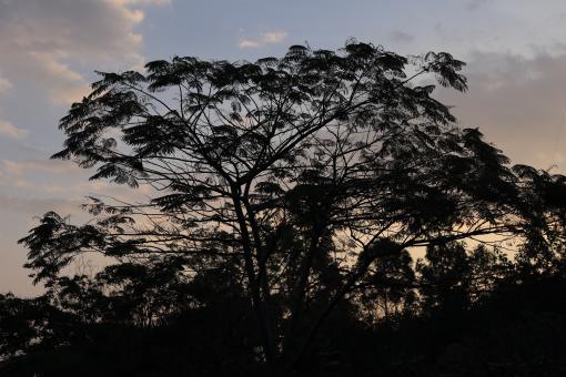Bukit Teropong Indah - Tree at Sunset - Free Stock Photo