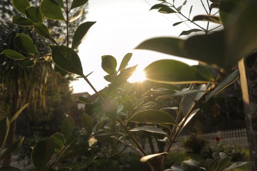 Sunset Leaves
