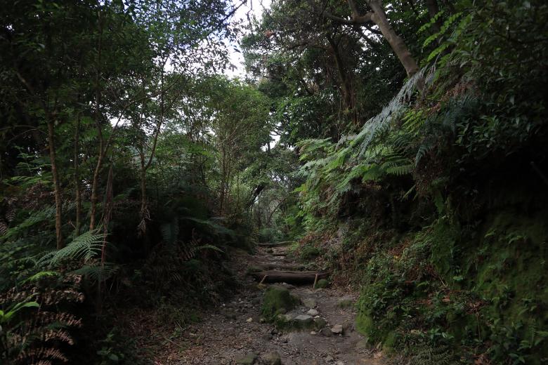 Free stock image of Tangkuban Parahu Woods created by Yosafat