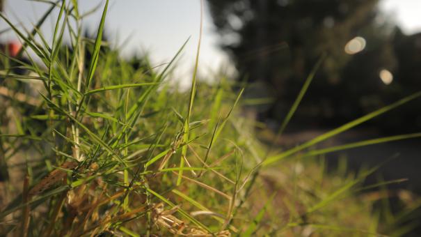 Closeup of Gras