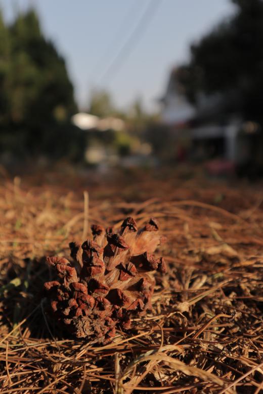 Free stock image of Pine Cone on the Ground created by Yosafat