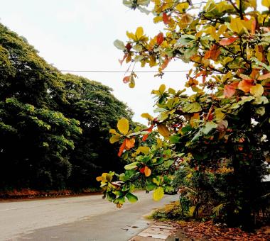 Fall colored leaves - Free Stock Photo