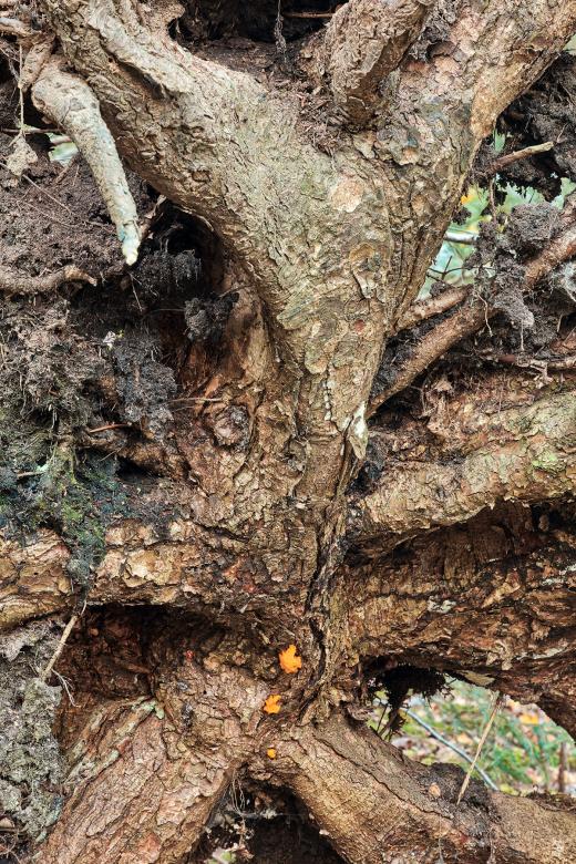 Free stock image of Shogomoc Forest Fiend created by Nicolas Raymond