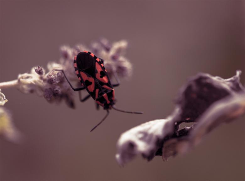 Free stock image of Bug on a plant created by Alen