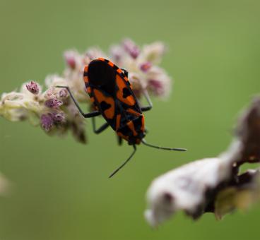 Free Stock Photo of Red Bug on a Plant
