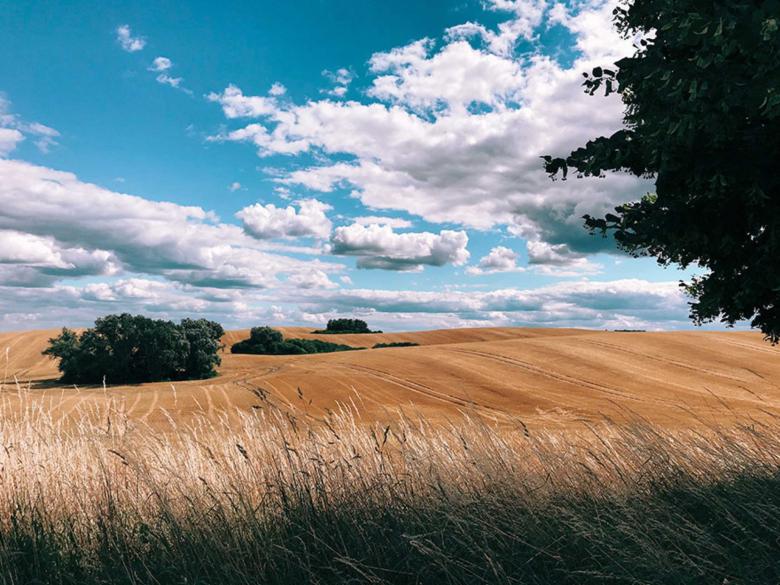 Free stock image of Wheat Field created by nino nin